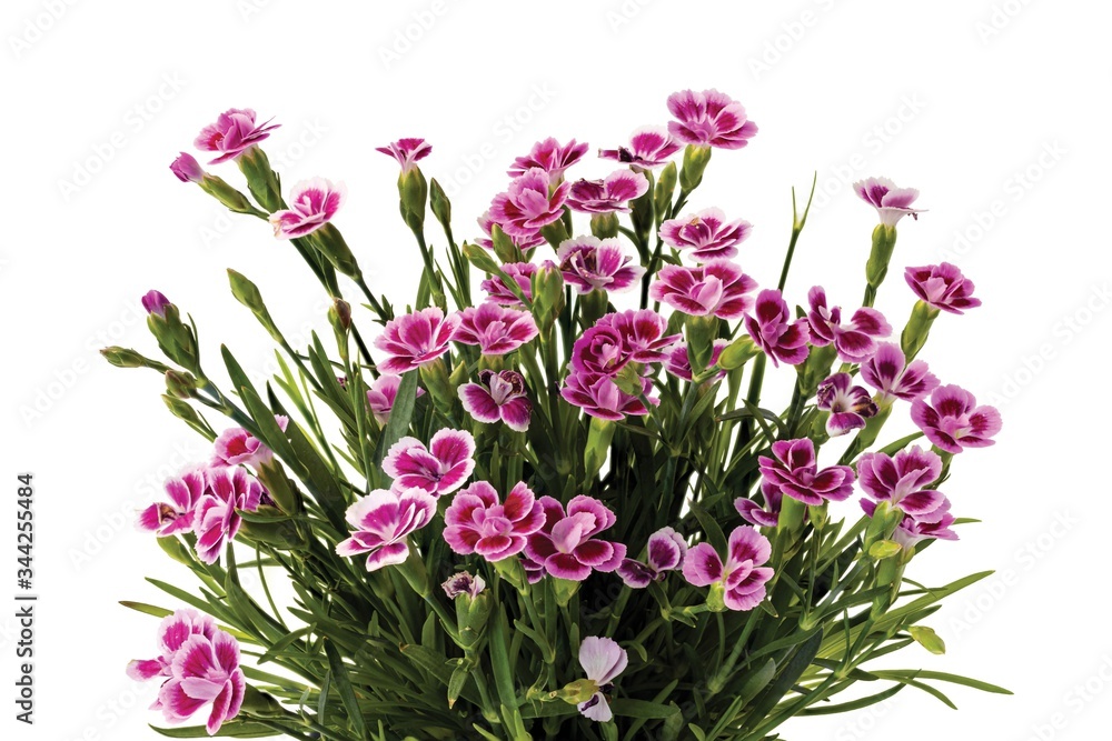Gorgeous pink colorful dianthus close up view isolated on white background. Beautiful backgrounds. Postcard.