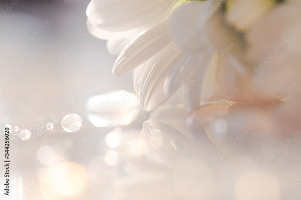 Detail closeup photo of flower, nature background. Detail closeup photo of flower, nature background.
