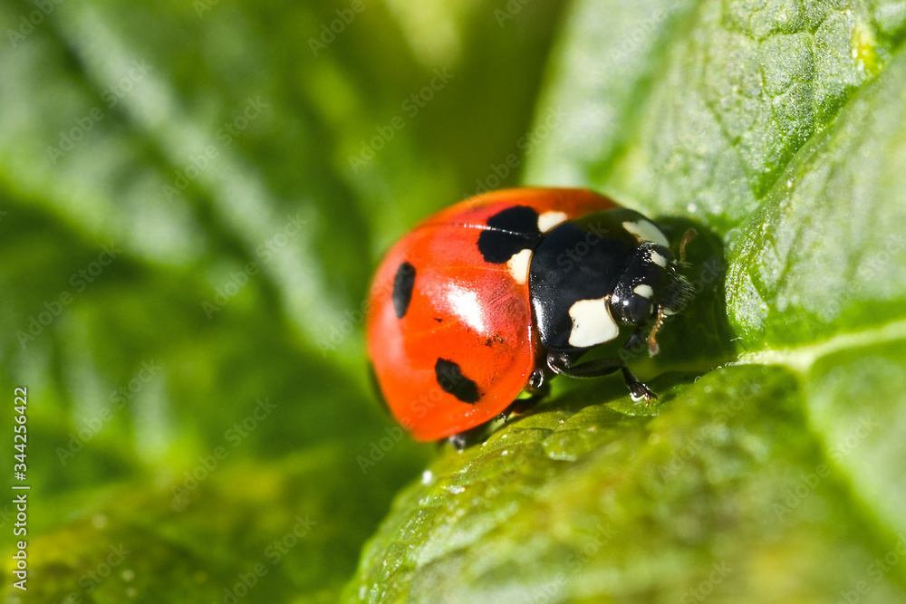 Ladybug on a green leaf. Red insect, macro. Ladybug on a green leaf. Red insect, macro.