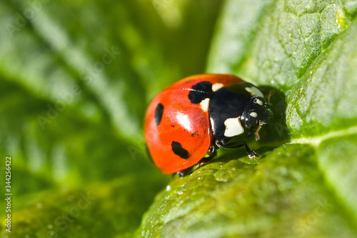 Ladybug on a green leaf. Red insect, macro.