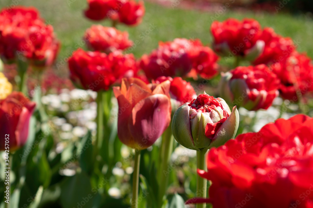 Beautiful and colorful tulips of all kind bloom in full power in the deserted parks and lanes of Sofia during corona virus isolation measures. Beautiful and colorful tulips of all kind bloom in full power in the deserted parks and lanes of Sofia during corona virus isolation measures.