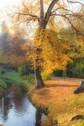 Autumn foliage with dreamy orton filter. Japanese garden in Kadriorg park. Tallinn, Estonia. photo