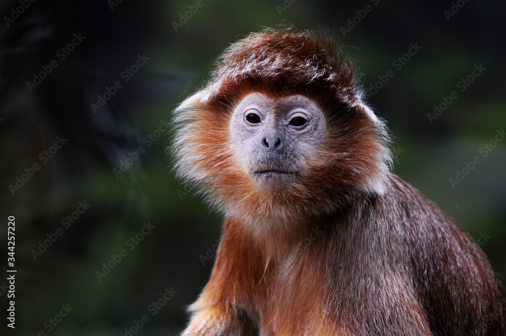 Fototapeta premium Portrait of brown monkey face.