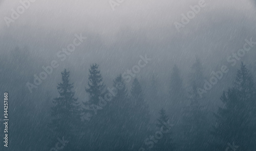 Foggy spruce forest at the mountains. Rainy weather. Misty landscape with tonal range perspective. Woodland in hipster style. © stone36