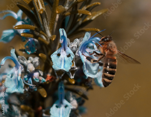 Bee on a rosemary. © Antonic.supi