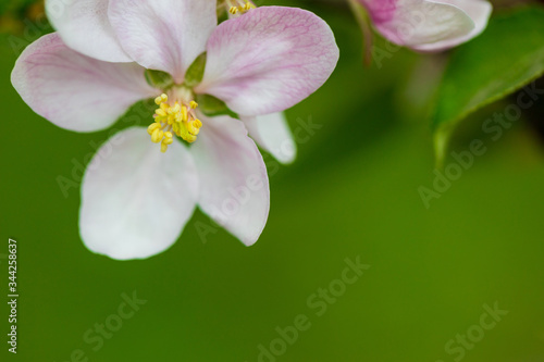 Beautiful blooming apple tree flower at spring garden. Macro close-up shot.