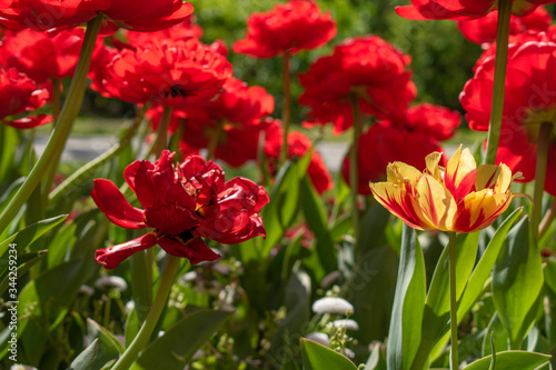 Beautiful and colorful tulips of all kind bloom in full power in the deserted parks and lanes of Sofia during corona virus isolation measures. 