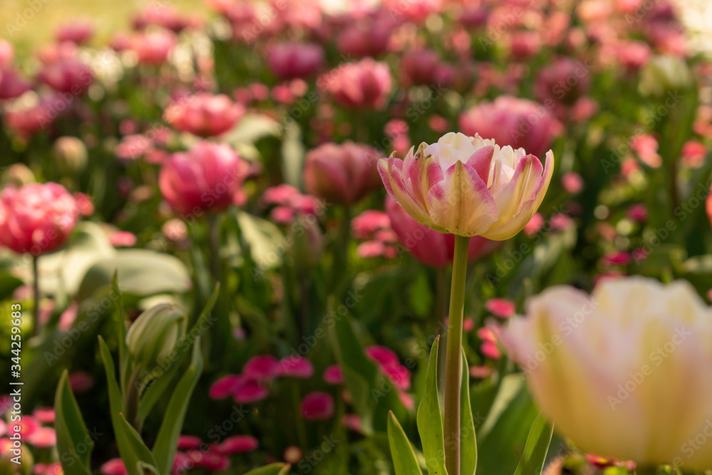 Beautiful and colorful tulips of all kind bloom in full power in the deserted parks and lanes of Sofia during corona virus isolation measures. Beautiful and colorful tulips of all kind bloom in full power in the deserted parks and lanes of Sofia during corona virus isolation measures.