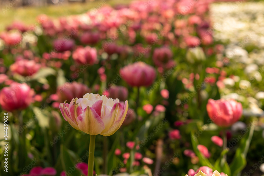 Beautiful and colorful tulips of all kind bloom in full power in the deserted parks and lanes of Sofia during corona virus isolation measures. Beautiful and colorful tulips of all kind bloom in full power in the deserted parks and lanes of Sofia during corona virus isolation measures.