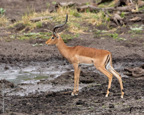 One impala ram at a muddy waterhole in Mapungubwe National Park, South Africa