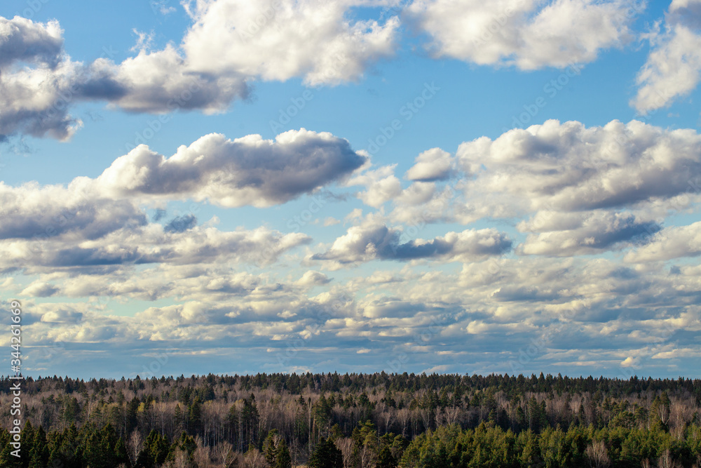 Fototapeta premium Sky with white fluffy clouds above a mixed forest