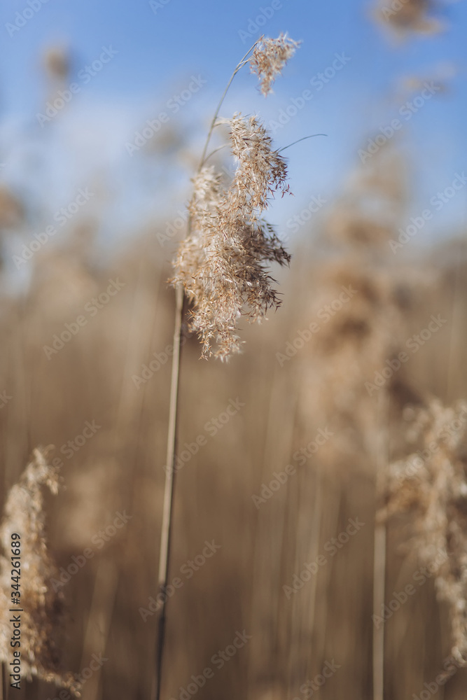 Fototapeta premium Agricultural autumn field. Nature concept