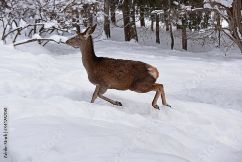 cervo capriolo animale montagna inverno 