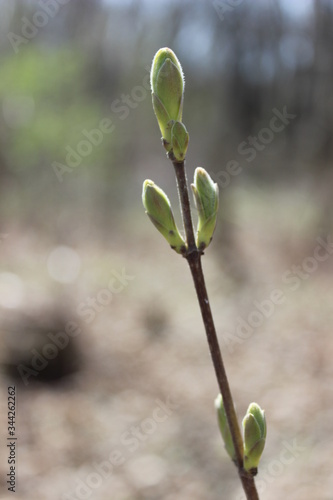 Young branch with green buds  leaves in macro in the forest