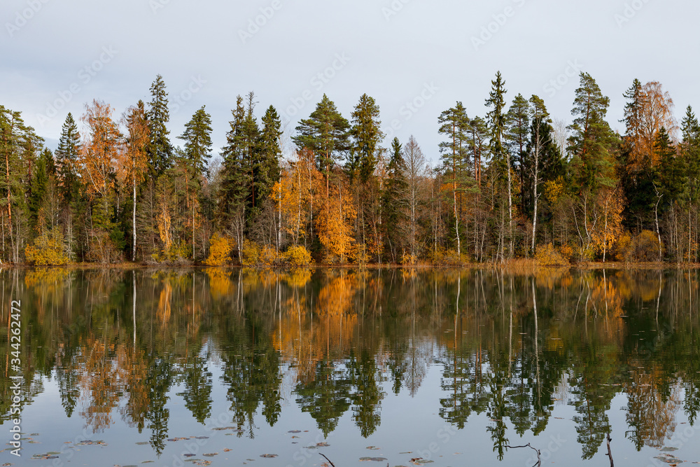 Golden trees along the lake, lake system near Aegviidu, Estonia. Autumn season, moody weather.