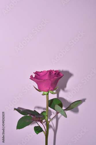 Single pink rose isolated on pastel pink background. Rose for mothers day  wedding and valentines day. Close up