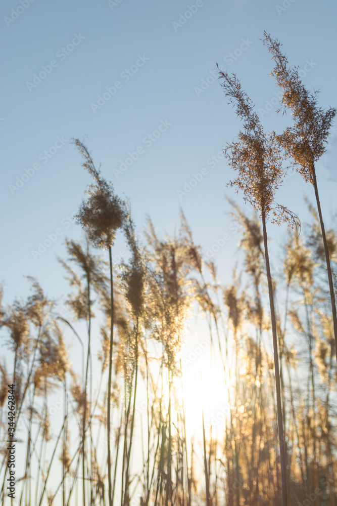 Dry yellow cane on a background of blue sky Dry yellow cane on a background of blue sky