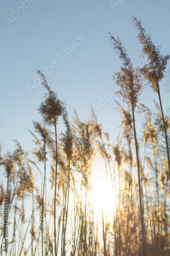 Dry yellow cane on a background of blue sky