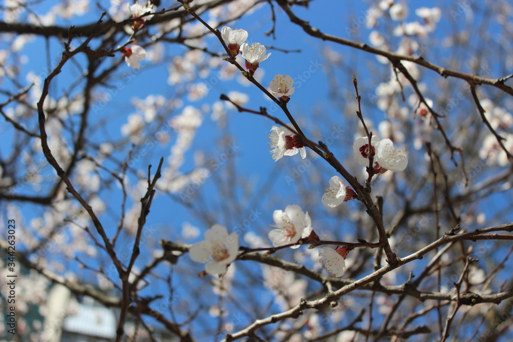 Branches of tree under blue, spring sky with white, blossom flowers Branches of tree under blue, spring sky with white, blossom flowers