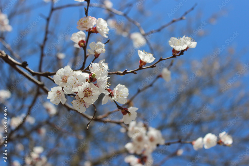 Blue sky background with branch of blossom tree with white flowers in spring season Blue sky background with branch of blossom tree with white flowers in spring season