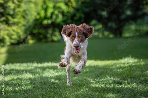 Obraz na płótnie Cute young springer spaniel running across the lawn straight towards the camera