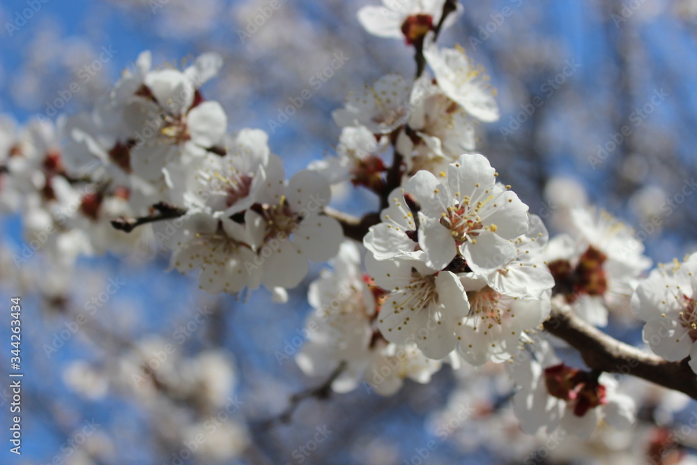 Pretty, white flowers of blossom cherry tree in spring Pretty, white flowers of blossom cherry tree in spring