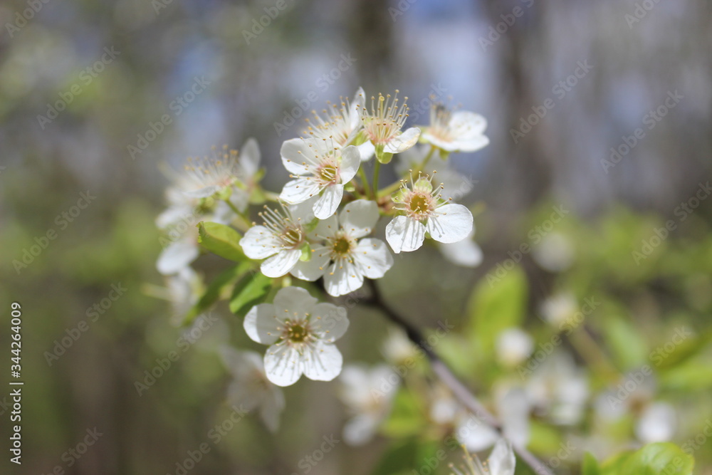 Most beautiful flowers of wild cherry branch in blossom, spring time. Natural background of spring season. Most beautiful flowers of wild cherry branch in blossom, spring time. Natural background of spring season.