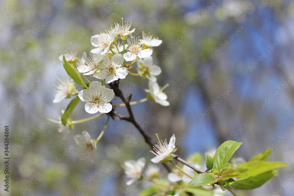 Most beautiful flowers of wild cherry branch in blossom, spring time. Natural background of spring season.