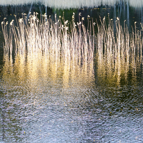 beautiful view of golden hue of dried reeds in the water