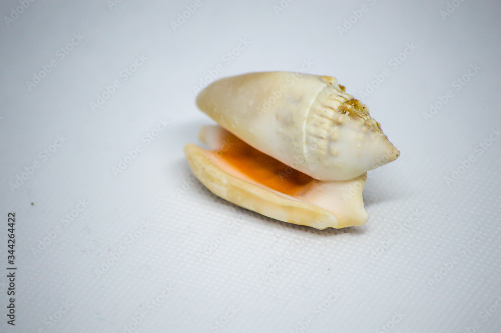 sea shell on a blue background