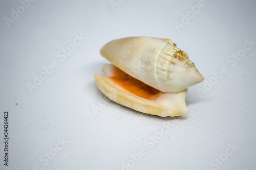 sea shell on a blue background