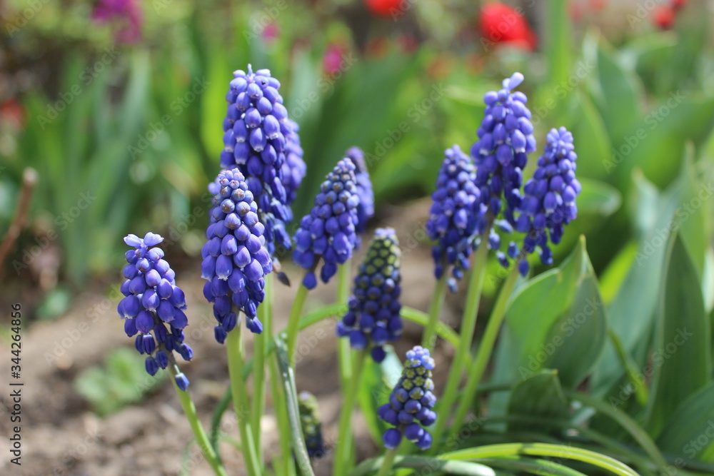 blue, spring hyacinths in the garden in outdoor blue, spring hyacinths in the garden in outdoor