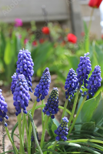 Blue hyacinths in the spring garden in sunny day