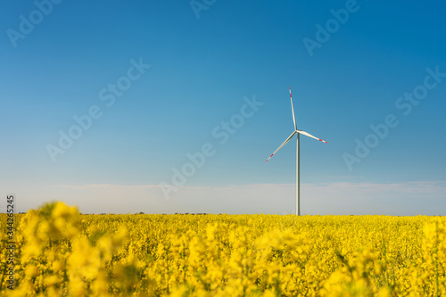 a lot of flowers of rapeseed field with view to isolated wind generator under blue sky with copy space