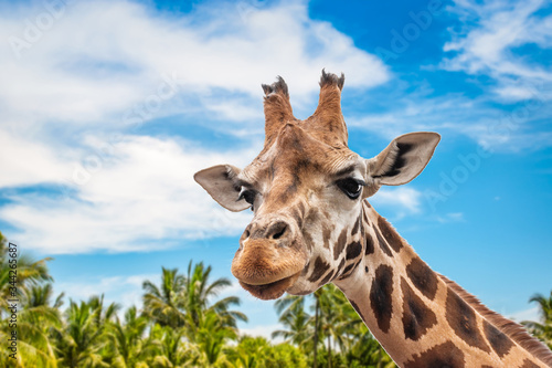Cute giraffe head looking forward. Close view. Blurred nature in the background with blue sky, white clouds and palm trees.