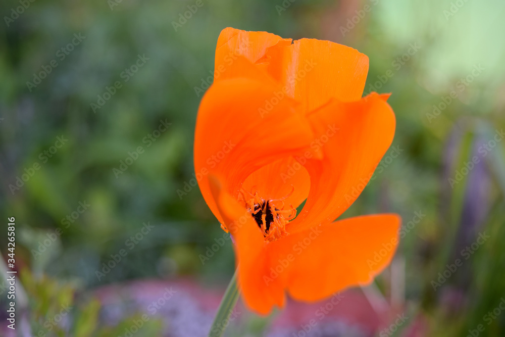 Fototapeta premium Orange Poppy Heart 04