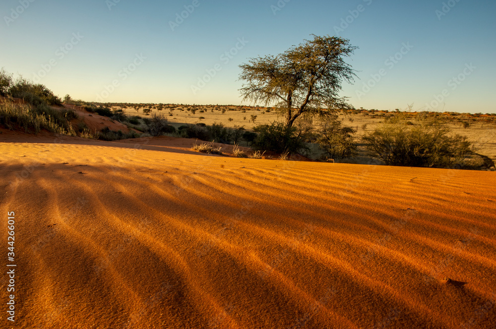 Obraz premium tree in kalahari at sunset 