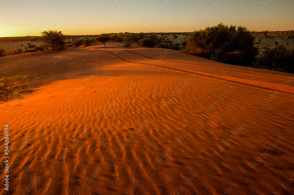 Fototapeta premium red dunes in kalahari
