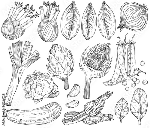 Set of nature mediterranean vegetables. Fresh organic food. Vegetables vintage Hand-drawn sketch. Black and white
