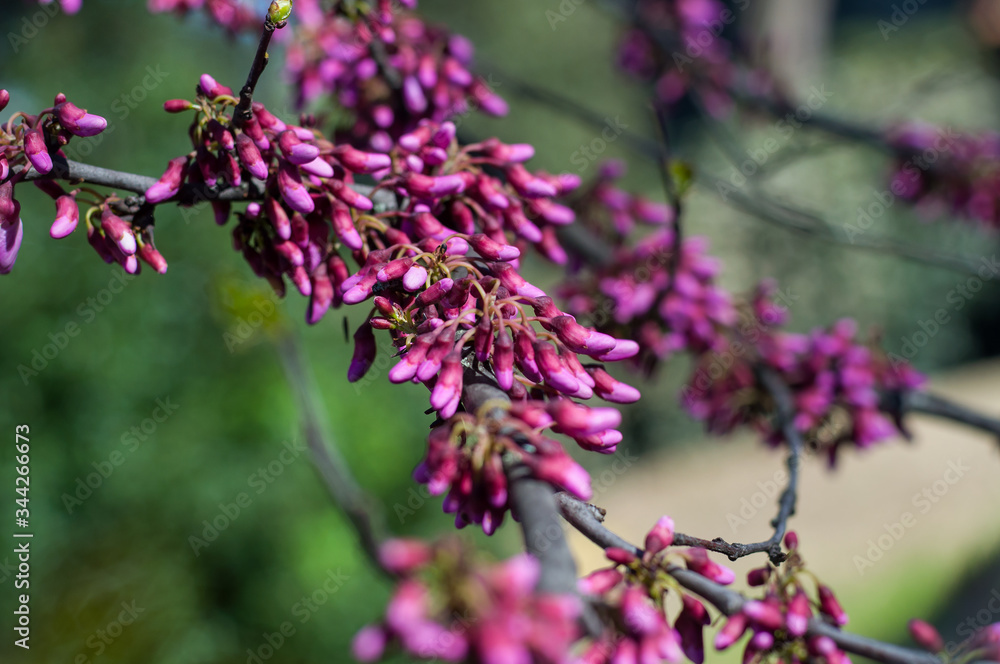 Purple bud of Judas tree or European redbud (Cercis siliquastrum L.) in spring time. Boboli Gardens, Florence, Tuscany, Italy Purple bud of Judas tree or European redbud (Cercis siliquastrum L.) in spring time. Boboli Gardens, Florence, Tuscany, Italy