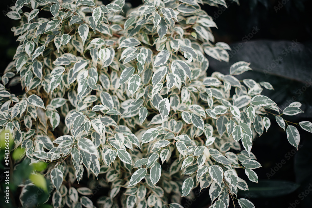 A tropical plant close up in the dense thickets of the jungle. Tropics A tropical plant close up in the dense thickets of the jungle. Tropics