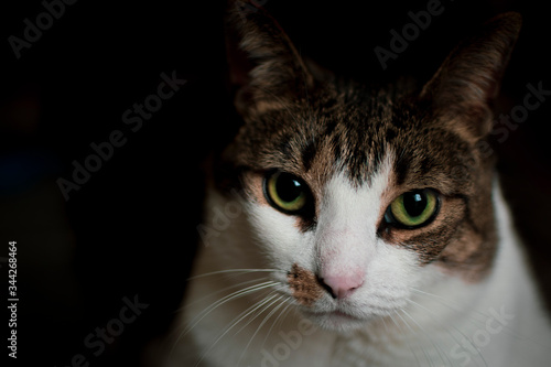 portrait of a brown and white tabby cat low key © Elizabeth C. Waters