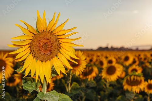 Fototapeta Naklejka Na Ścianę i Meble -  Sunset in a field full of sunflowers
