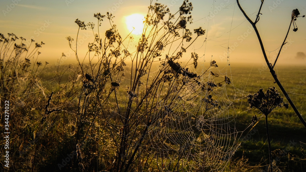 Obraz premium Cobweb at sunrise. Early summer morning in the meadow.