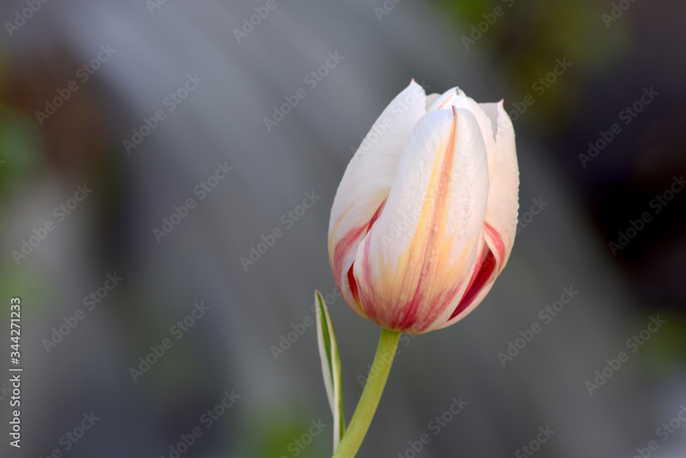 Tulip Waterfall 05