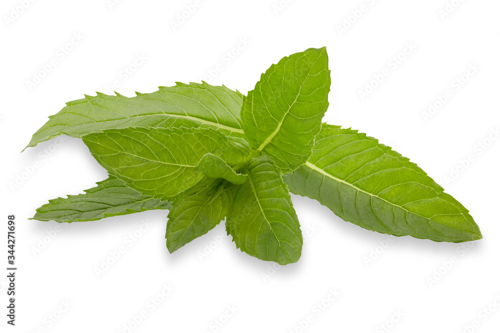 Fresh mint branch isolated on white background Fresh mint branch isolated on white background