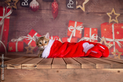 bengal kitten holiday season