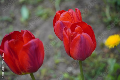 red sprengel's tulip photo