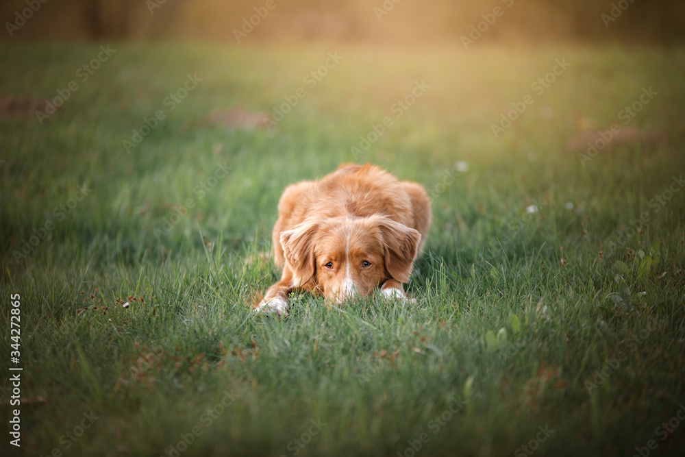 dog lying on the grass, buried head. Nova Scotia Duck Tolling Retriever. Pet on the nature.