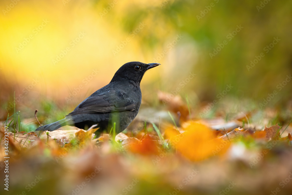 Small common blackbird, turdus merula, female sitting on the ground and looking for food between orange leafs. Surprised wild bird searching in morning light from low angle view with copy space. Small common blackbird, turdus merula, female sitting on the ground and looking for food between orange leafs. Surprised wild bird searching in morning light from low angle view with copy space.